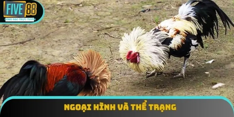 Ngoại hình và thể trạng
