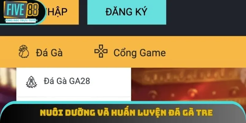 Nuôi dưỡng và huấn luyện đá gà tre