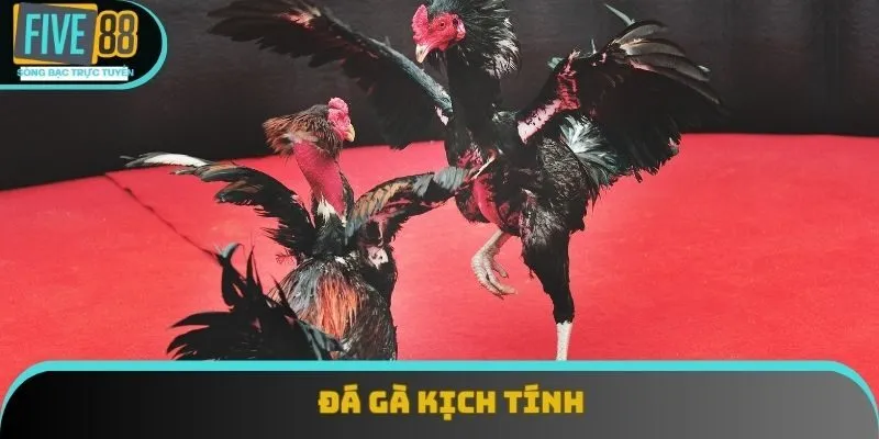 Sân chơi đá gà nhận được nhiều lượt quan tâm Sân chơi đá gà nhận được nhiều lượt quan tâm