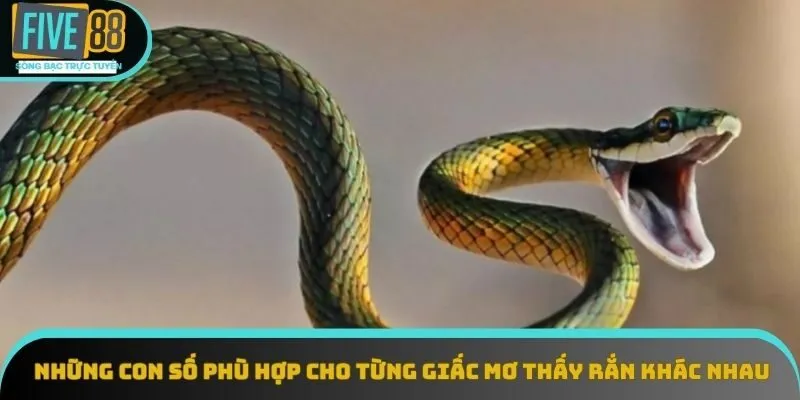Những con số phù hợp cho từng giấc mơ thấy rắn khác nhau