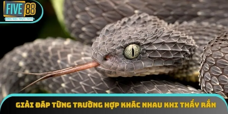 Giải đáp từng trường hợp khác nhau khi thấy rắn