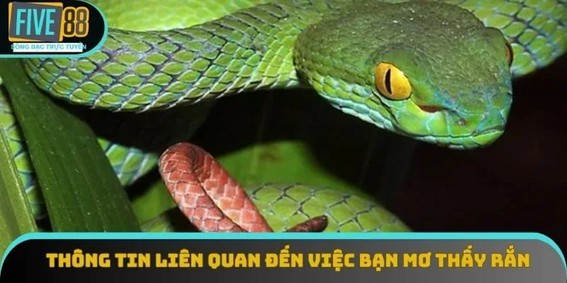 Thông tin liên quan đến việc bạn mơ thấy rắn