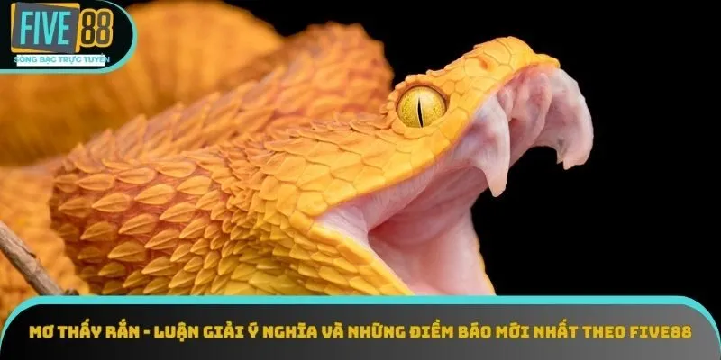 Mơ Thấy Rắn - Liệu Giấc Mơ Có Hướng Đến Thông Điệp Nào?